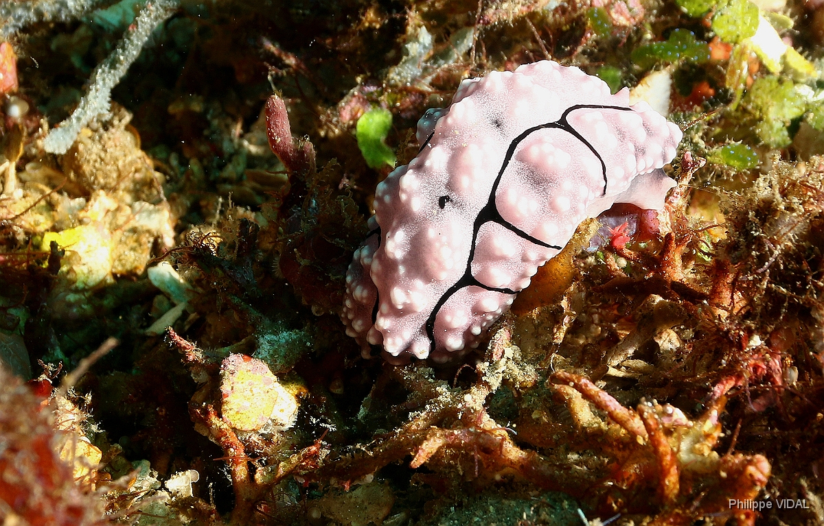 Bali 2016 - Phyllidiella Cooraburrama - Nudibranche  - IMG_5980_rc.jpg